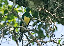 African emerald cuckoo (Chrysococcyx cupreus) in tree.jpg