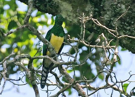 Tập_tin:African_emerald_cuckoo_(Chrysococcyx_cupreus)_in_tree.jpg