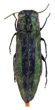 Agrilus kurandae lectotype. Agrilus kurandae lectotype - ZooKeys-256-035-g004-54.jpeg