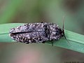 Agrypnus murinus (Linnaeus, 1758)