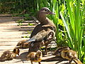 Aix galericulata -Richmond Park, London, England -mother and ducklings-8.jpg
