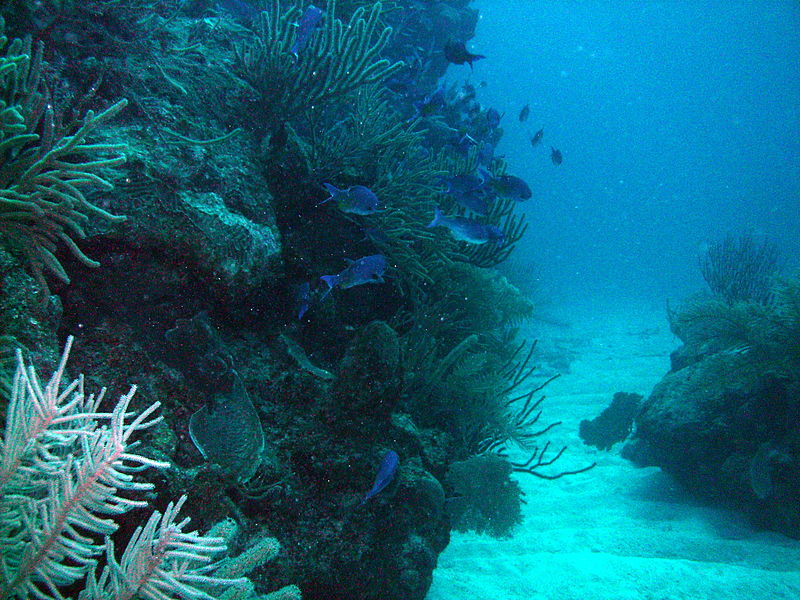 File:Akumal Scuba Diving (4317045097).jpg