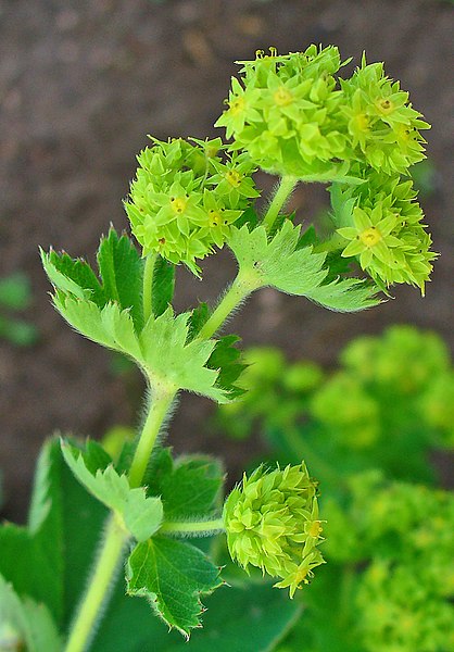 File:Alchemilla vulgaris 002.JPG