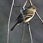 Thumbnail for File:Alder flycatcher magee marsh 5.13.22 DSC 4620.jpg