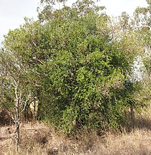 Alectyon diversifolius Habit.jpg