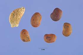 Alhagi maurorum seeds.jpg