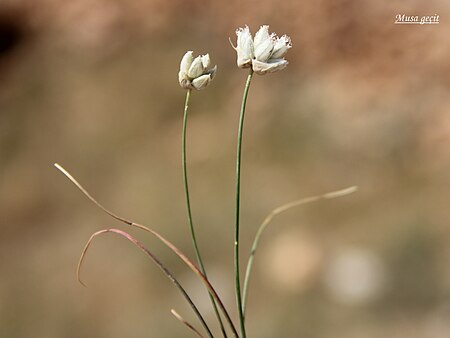 Allium_armerioides