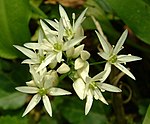 Vild hvidløg og dens hvide blomster