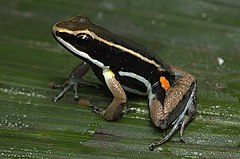 Allobates femoralis Allobates femoralis.jpg