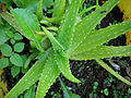 Aloe vera (Penisola arabica)