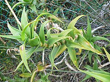 The recurved leaves can act as hooks, to anchor the plant's stem as it climbs through its natural thicket habitat or, in this case, up a garden fence. Aloe ciliaris - climbing aloe.JPG