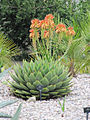 Aloe polyphylla (7586004482).jpg
