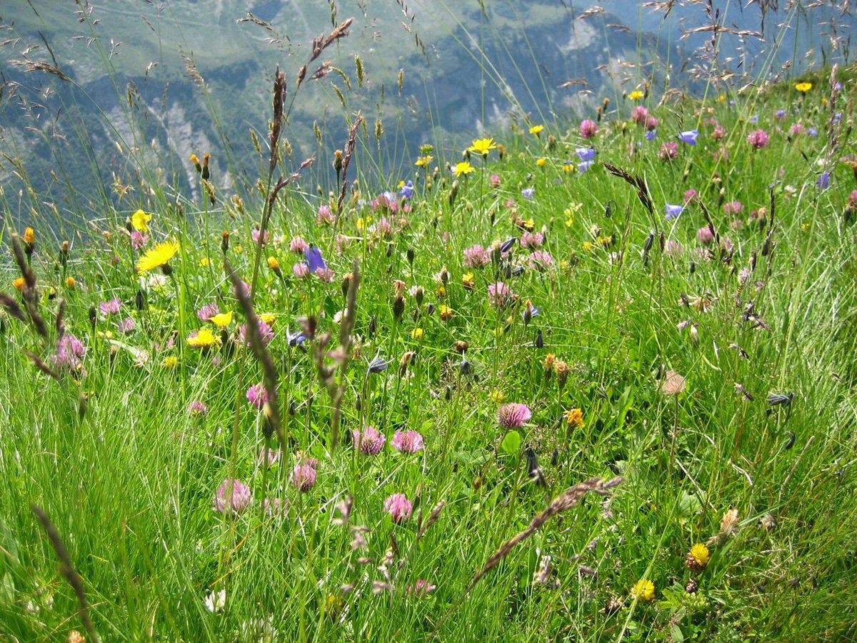 Blumenwiese Wikipedia