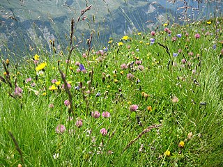 Alpenflora bezeichnet alle Pfl