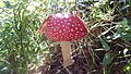 Amanita muscaria 200.jpg