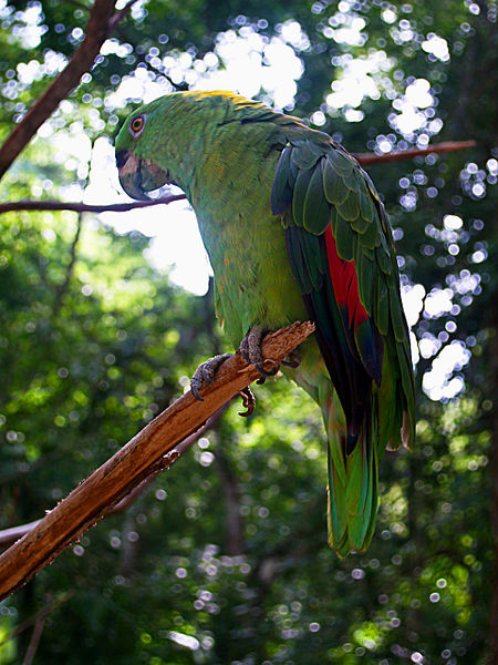 File:Amazona auropalliata -Macaw Mountain Bird Park -perch-8a.jpg