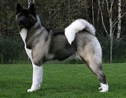 Amerikansk Akita