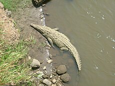 Hegyesorrú krokodil