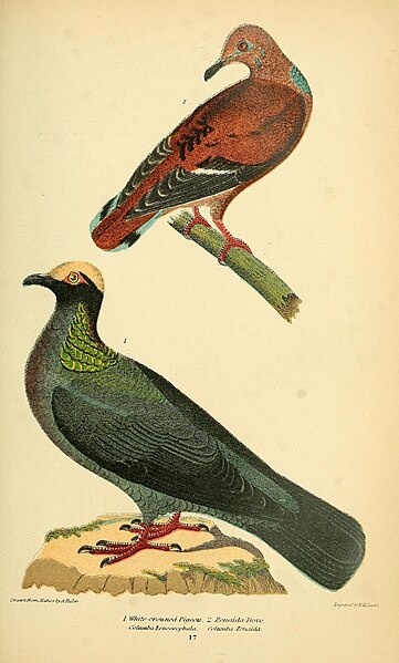 File:American ornithology; or, The natural history of the birds of the United States (Pl. 17) (9125190633).jpg