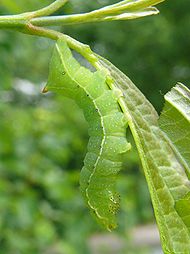 Caterpillar Amphipyra berbera - Svenssons Pyramideneule 03 (HS).jpg