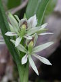 Prosthechea abbreviata