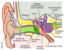 30 December: Anatomy of the human ear – editable version.