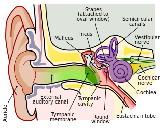 Anatomy_of_the_Human_Ear.svg