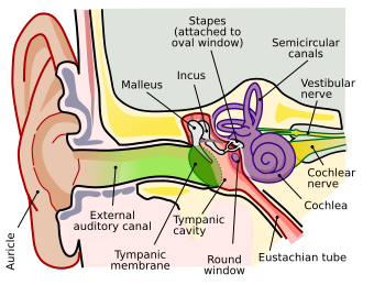 Anatomy of the Human Ear.svg