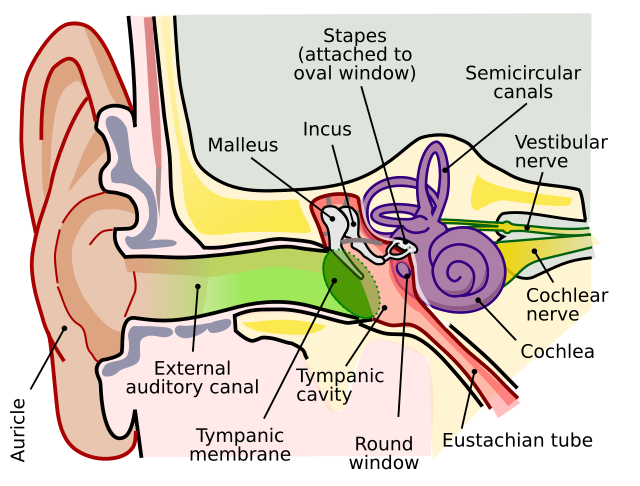 posterior ear anatomy diagram