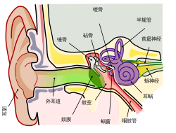 Anatomy of the Human Ear.svg