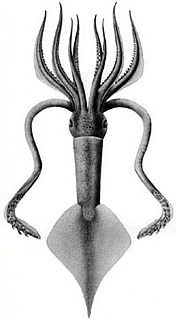 <i>Ancistroteuthis</i> Genus of squids