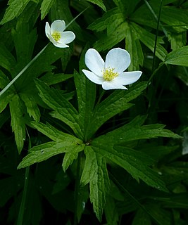 <i>Anemonastrum canadense</i> Species of flowering plant in the buttercup family Ranunculaceae