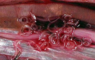 <span class="mw-page-title-main">Ascaridida</span> Order of parasitic roundworms