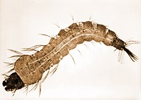 Anopheles larva