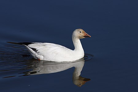 Anser caerulescens (Snow Goose)