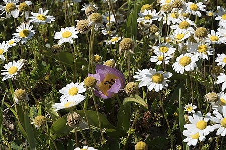 Anthemis chia et Tulipa saxatilis