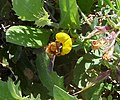 Miniatura para Anthophora hispanica