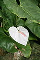 Anthurium Andraeanum (3073311108).jpg