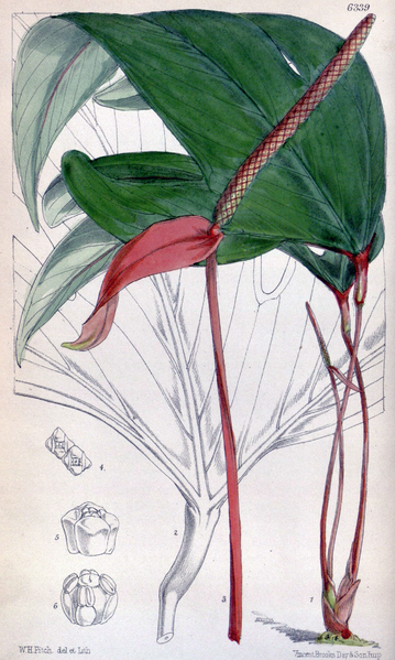 File:Anthurium trifidum CBM.png