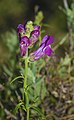 Antirrhinum majus, Sète 02.jpg