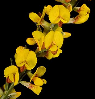 <i>Aotus gracillima</i> Species of legume