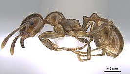 Aphaenogaster subterraneoides