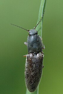 <i>Aplotarsus</i> Genus of beetles