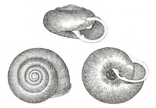 <i>Appalachina</i> Genus of gastropods