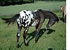 Appaloosa46-2.jpg 