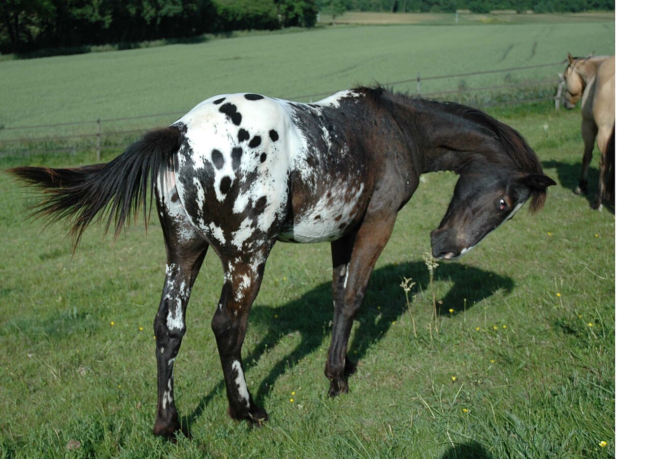 Appaloosa - Wikipedia