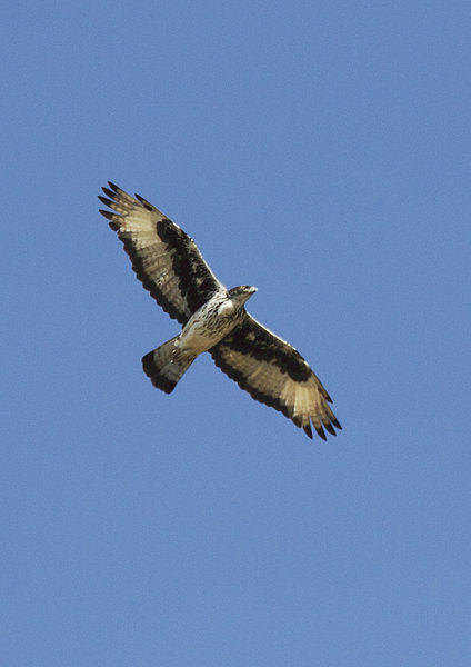 File:Aquila spilogastra -Kenya -flying-8.jpg