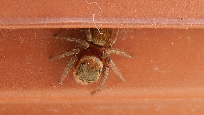 Spider in flower pot