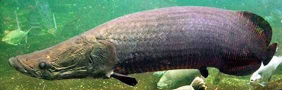 Arapaima gigas (Arapaimidae)