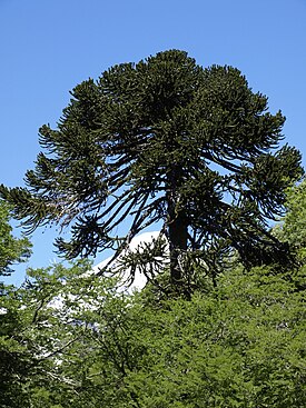 Chilenaraukaria (Araucaria araucana)